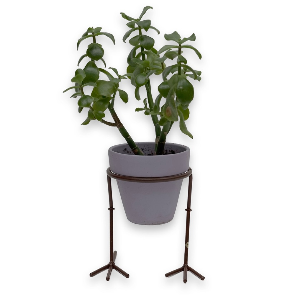 Bird Foot Plant Holder